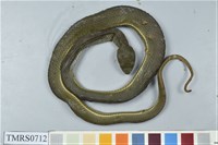 藏品(赤尾青竹絲)的圖片